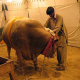 Animals becoming rare commodity this Eid