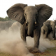Mumbai Engineer Builds a Remote-Operated Machine to Control Brutal Elephants
