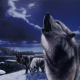 Wolves rode icebergs to travel to Falkland Islands, say biologists